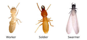 Worker Soldier Swarmer Termites