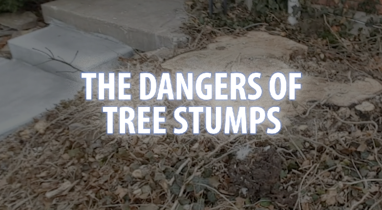 The Dangers Of Tree Stumps